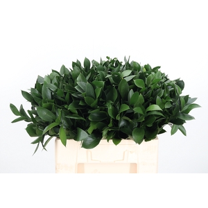 Ruscus