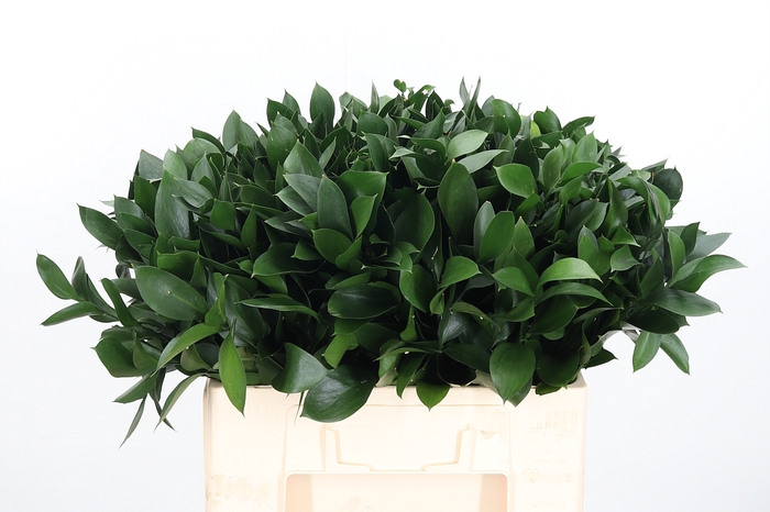 <h4>Ruscus</h4>