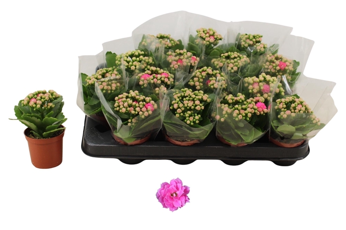 <h4>KAL GE NANDO PINK</h4>