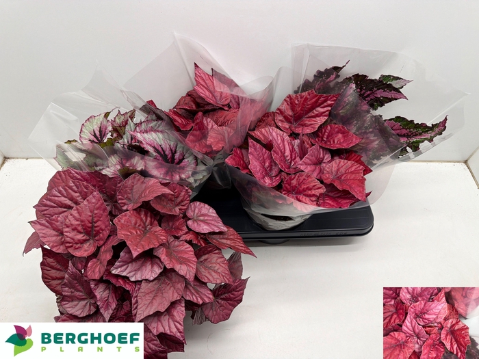 <h4>BEG BEL GEM</h4>