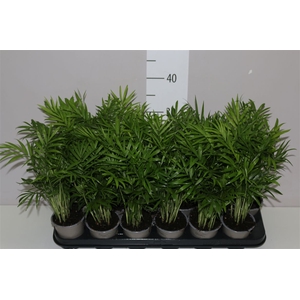 Chamaedorea Elegans