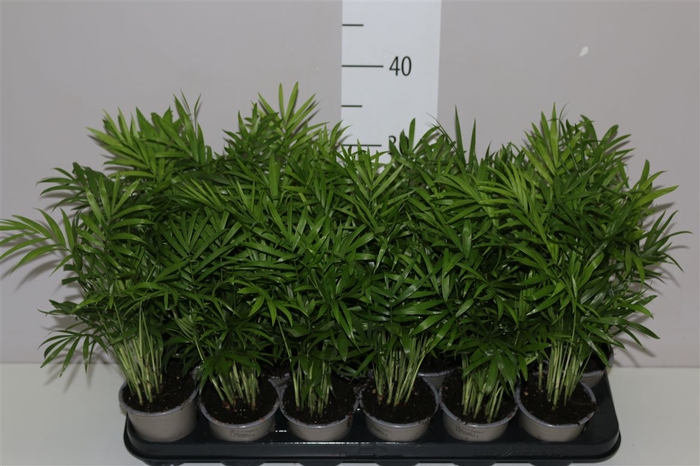 <h4>Chamaedorea Elegans</h4>