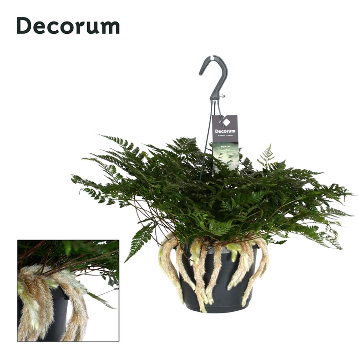 <h4>Humata Tyermannii</h4>