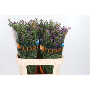 Aster casarosa