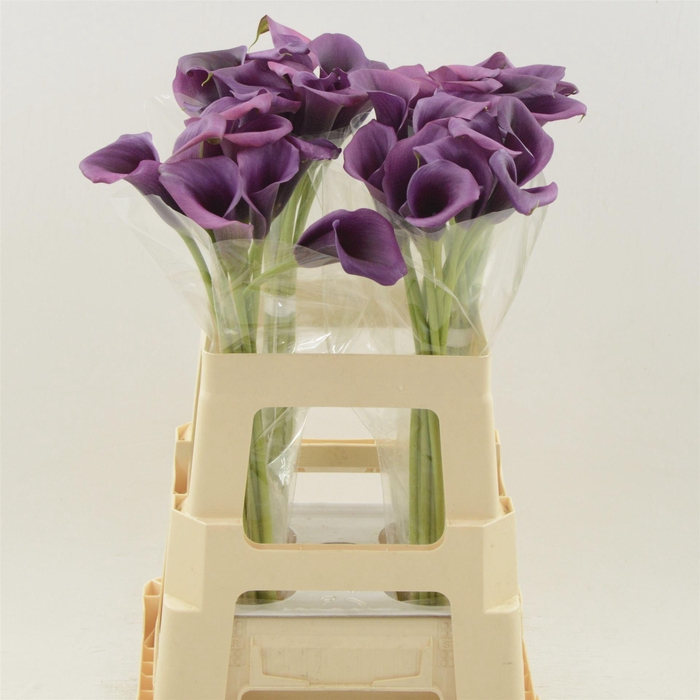 <h4>Calla Durban</h4>