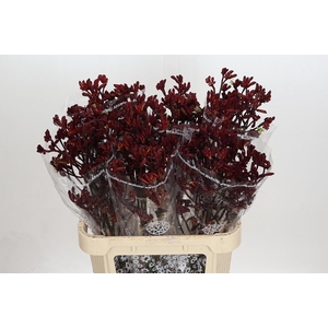 Kangaroo Paw Early Spring