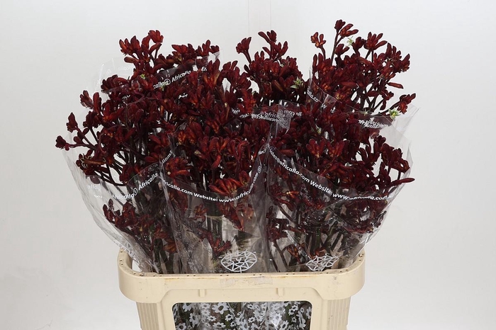 Kangaroo Paw Early Spring