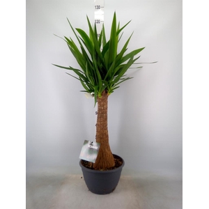 Yucca elephantipes   ...