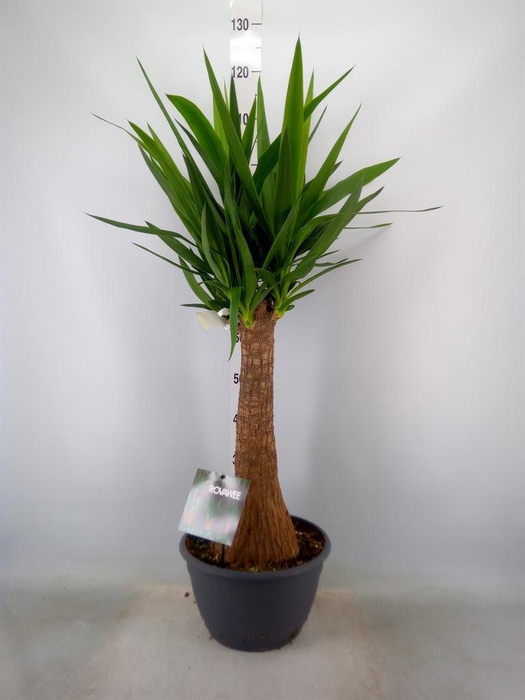 <h4>Yucca elephantipes ...</h4>