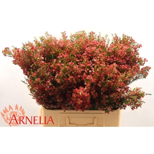 CHAME UN MY SWEET 16