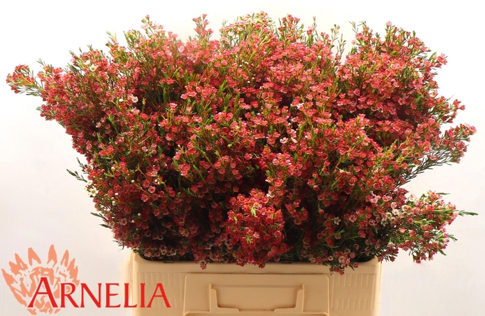 <h4>CHAME UN MY SWEET 16</h4>