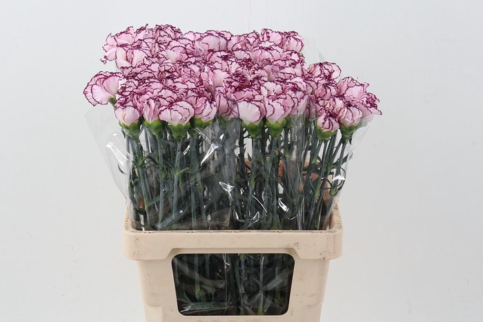 <h4>Di st Damascus IT</h4>