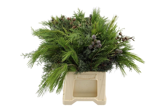 <h4>Boeket Xmas (coniferen Mix) 7 Stems</h4>