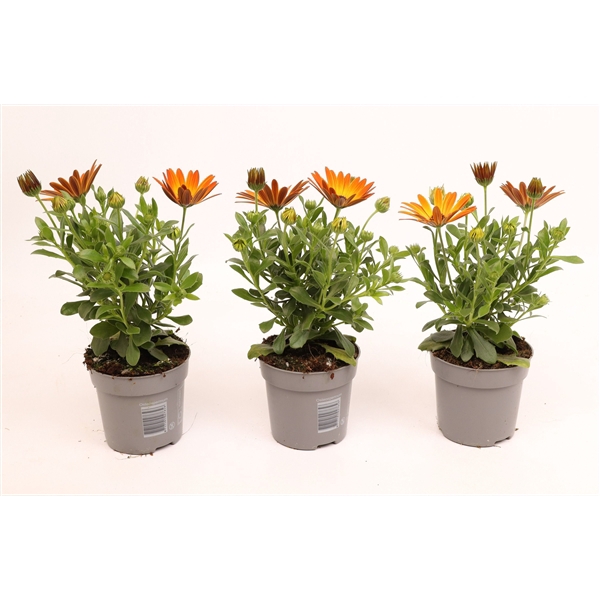 <h4>Osteospermum Orange Flare</h4>