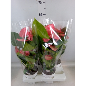 Anthurium andr. 'Livium Red'