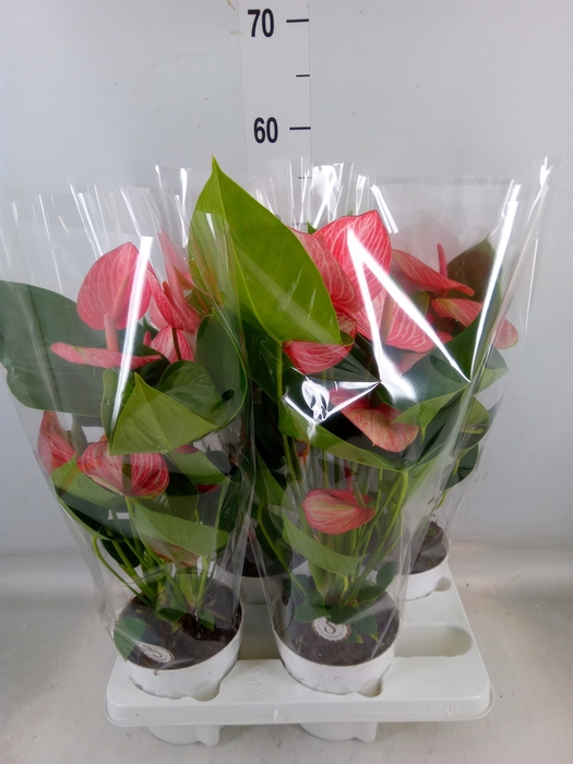 <h4>Anthurium andr. 'Livium Red'</h4>