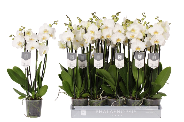 <h4>Phalaenopsis Nottingham, 4-spike 25+</h4>