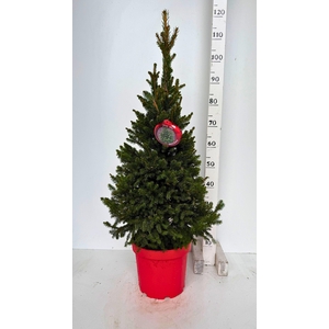 PICEA AB WILLS ZWERG