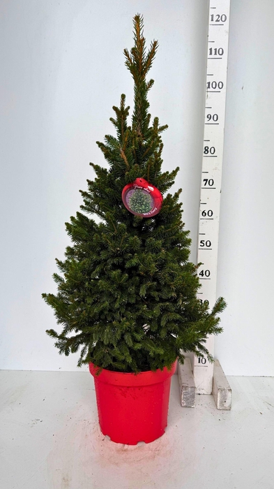 <h4>PICEA AB WILLS ZWERG</h4>