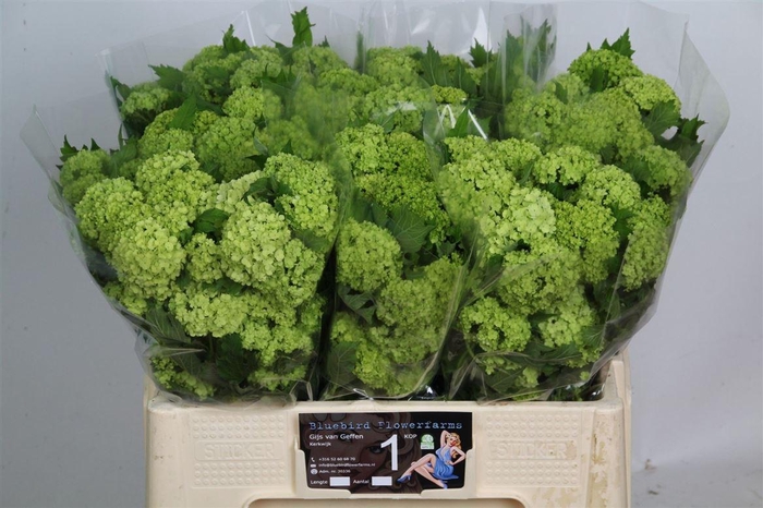 <h4>Viburnum Roseum St</h4>