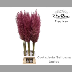 CORTADERIA SELLOANA CERISE
