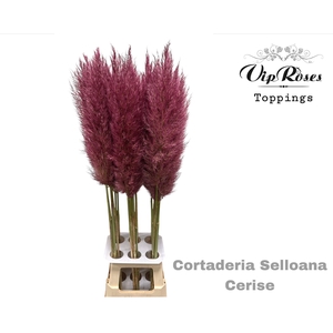 CORTADERIA SELLOANA CERISE