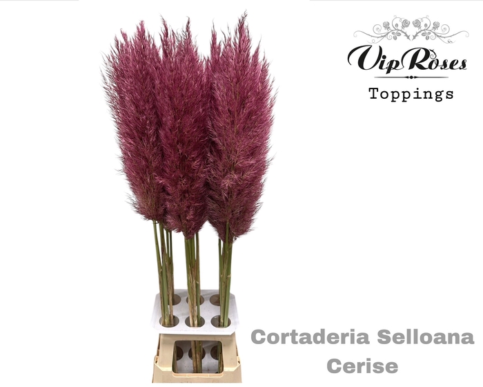 <h4>Cortaderia Selloana Cerise</h4>