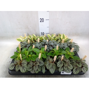 Peperomia   ...mix