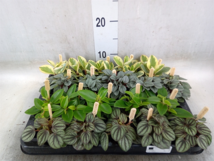 <h4>Peperomia   ...mix</h4>