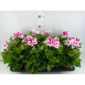 Pelargonium gran. ..