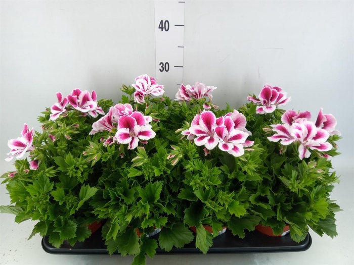 <h4>Pelargonium gran.   ..</h4>