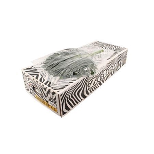 Aralia 50cm Large