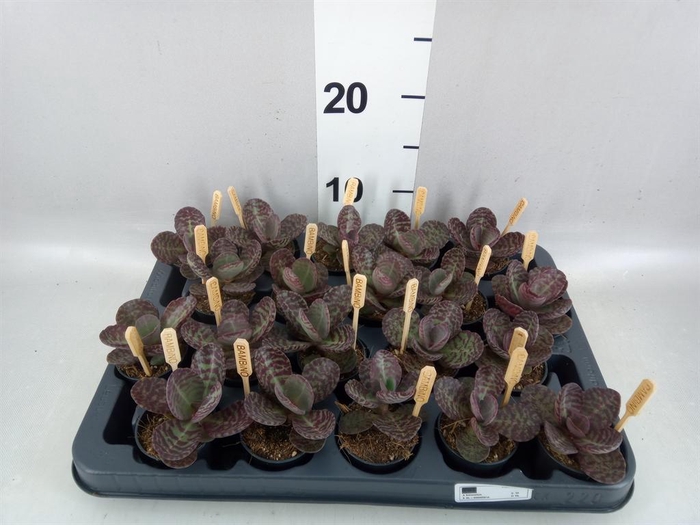 <h4>Kalanchoe humilis 'Surpris Desert'</h4>