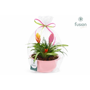 Zinken schaal met Bromelia