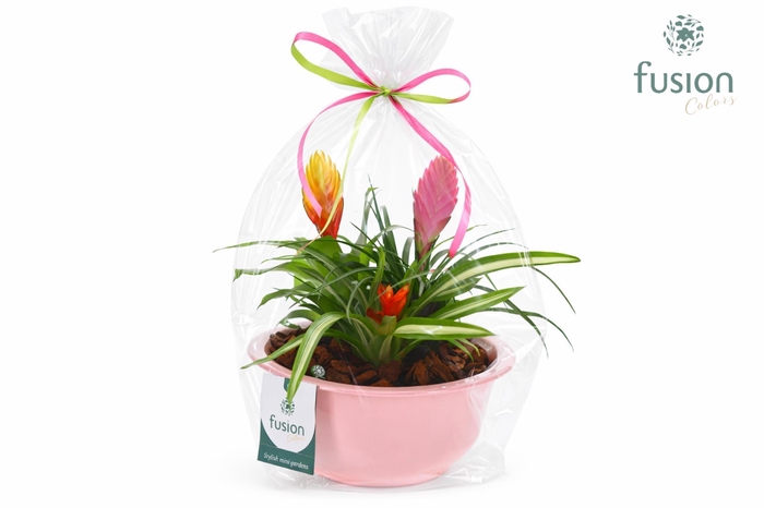 <h4>Zinken schaal met Bromelia</h4>