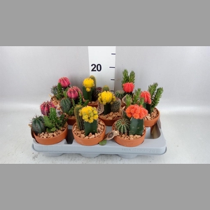 Arr.  Cactus L%