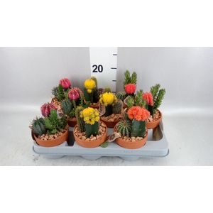 Arr.  Cactus L%