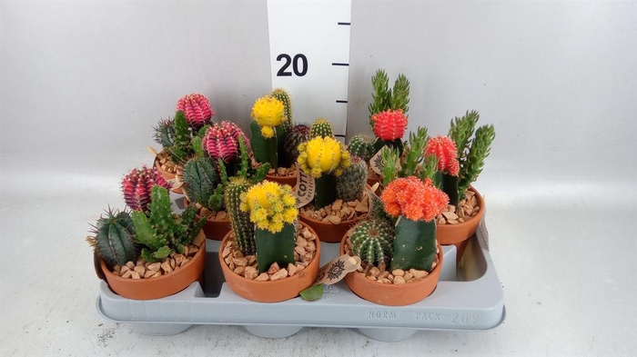 <h4>Arr.  Cactus L%</h4>