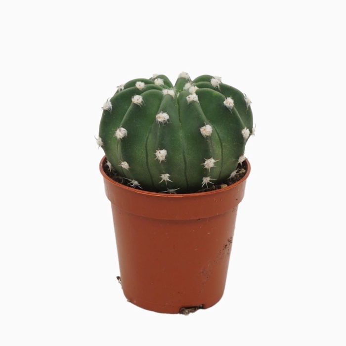 <h4>Echinopsis oxygona</h4>