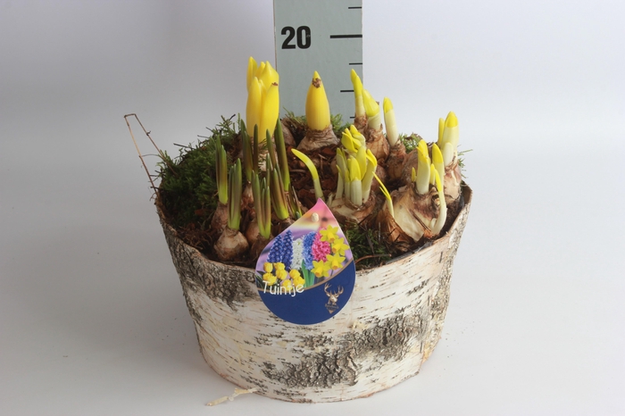 <h4>ARR BOL KNOLGEWAS</h4>