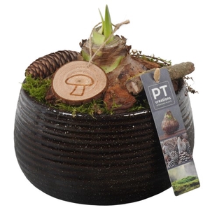 PTAA7512 Arrangementen Hippeastrum