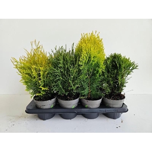 Thuja Orientalis gemengd