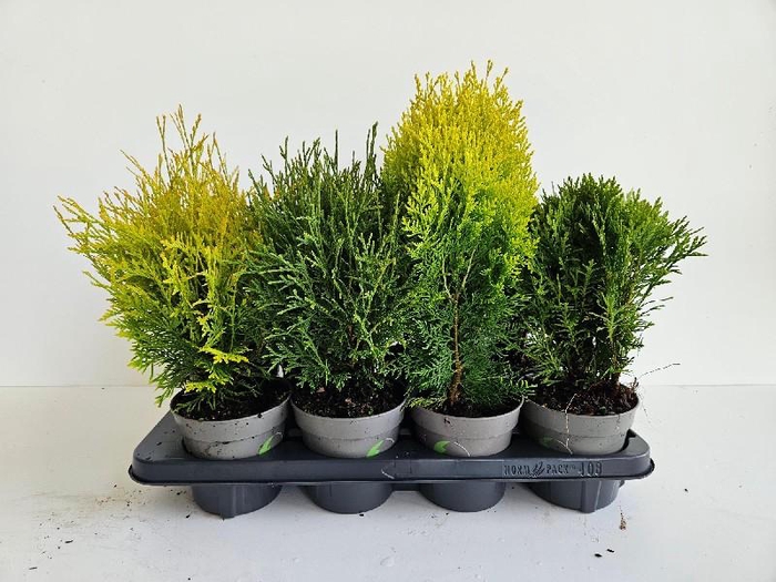 <h4>Thuja Orientalis gemengd</h4>