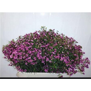 Chame Un Gra Jupiter