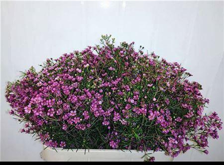 <h4>Chame Un Gra Jupiter</h4>