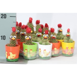 CACTUS VERSIERD