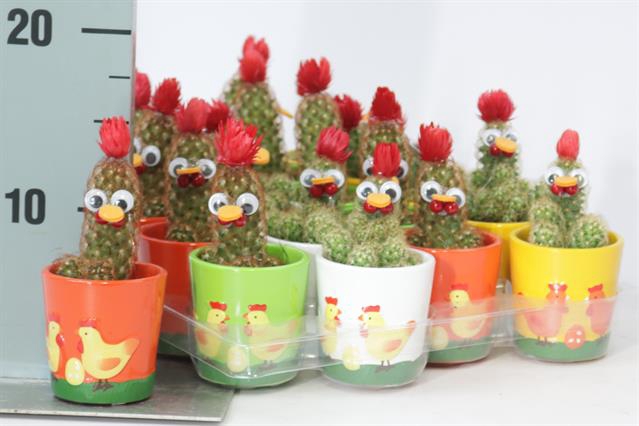<h4>CACTUS VERSIERD</h4>