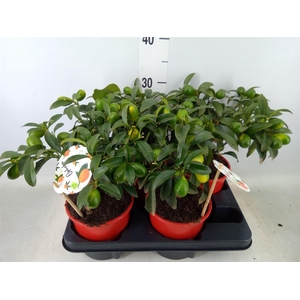 Fortunella margarita