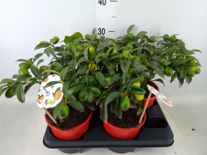 <h4>Fortunella margarita</h4>