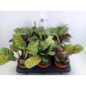 Ctenanthe burle-marxii